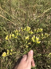 Solidago rigida glabrata