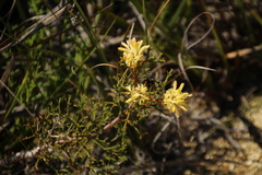 Isopogoninae