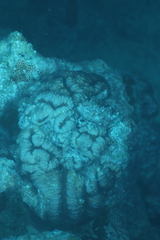 Acanthastrea pachysepta