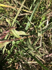 Solidago rigida glabrata