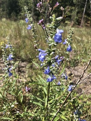 Salvia azurea