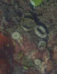 Palythoa