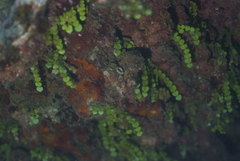 Palythoa