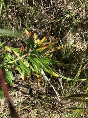 Asclepias tuberosa interior