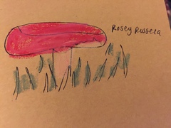 Russula rhodocephala