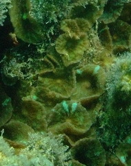 Discosoma nummiforme