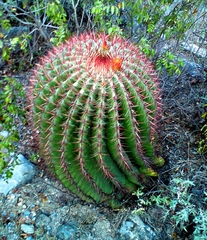 Ferocactus pilosus