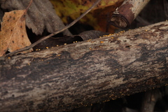 Hymenoscyphus calyculus