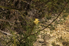 Isopogoninae