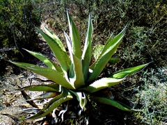 Agave asperrima