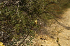 Isopogoninae