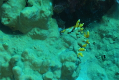 Distichopora violacea