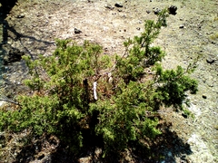 Juniperus angosturana