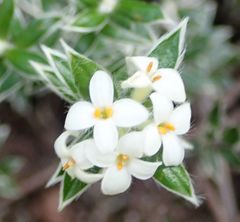 Pimelea pseudolyallii
