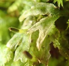 Symphyogyna hymenophyllum