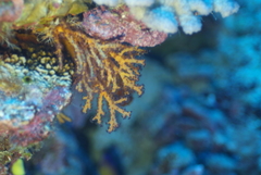Chironephthya