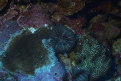 Acanthastrea pachysepta