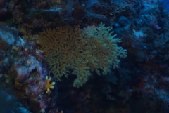 Villogorgia citrina