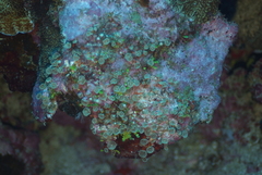 Palythoa