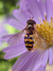 Eupeodes latifasciatus