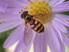 Eupeodes latifasciatus