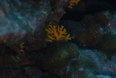 Distichopora violacea