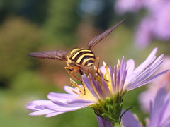 Eupeodes latifasciatus