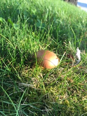 Chalciporus piperatus