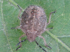 Dolycoris baccarum
