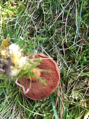 Chalciporus piperatus