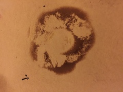 Chalciporus piperatus