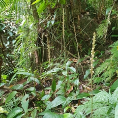 Hetaeria oblongifolia