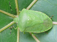 Nezara antennata