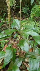 Hetaeria oblongifolia