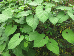 Cynanchum wilfordii