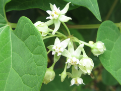 Cynanchum wilfordii