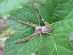 Pisaura ancora