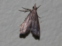 Diplopseustis perieresalis