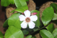 Magnoliopsida
