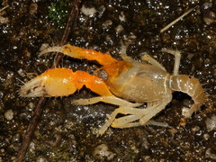 Engaeus hemicirratulus