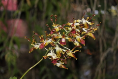 Dendrobium lasianthera