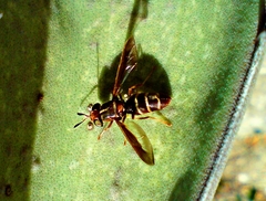 Hermetia comstocki
