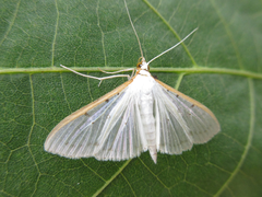 Palpita nigropunctalis