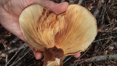 Tapinella atrotomentosa image