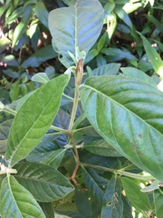 Psychotria loniceroides