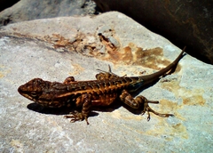 Sceloporus parvus parvus