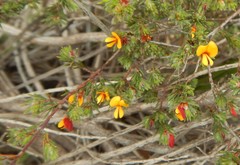 Pultenaea tenuifolia
