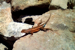 Sceloporus parvus parvus