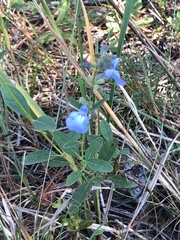Salvia azurea