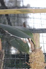 Bulbophyllum kubahense